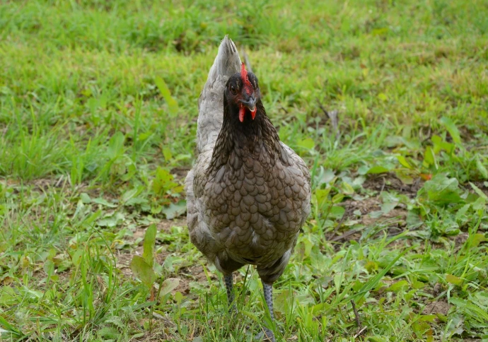poule écopaturage