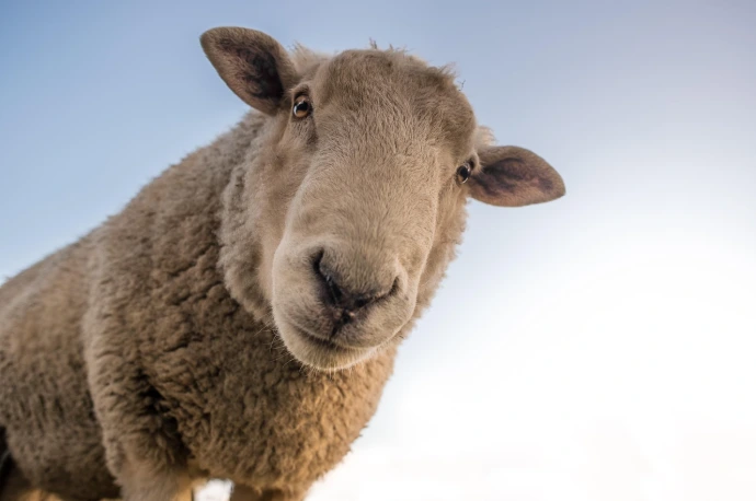 mouton ecopaturage