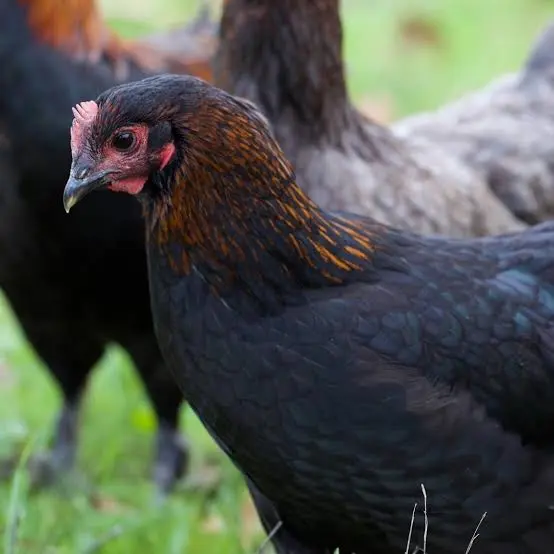 Poule Marans