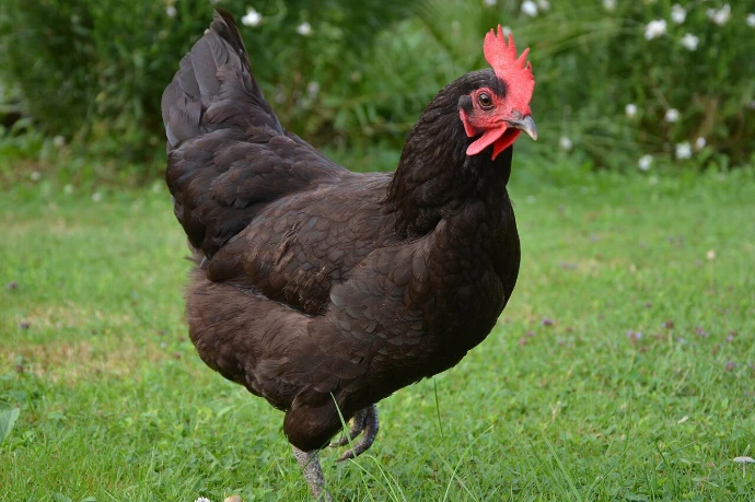 Poule Gasconne