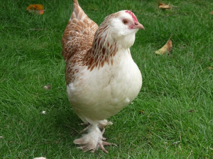 Poule Faverolles Française